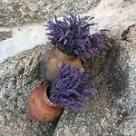 Hébergement de vacances O Cantinho Da Ana